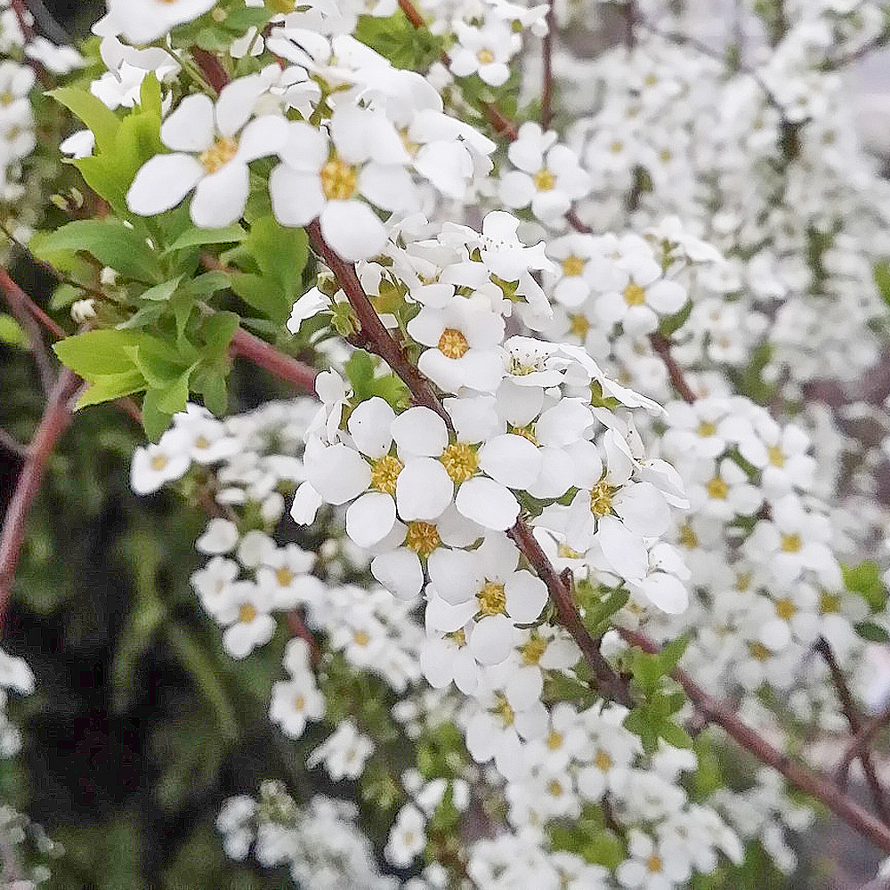 설유화/분홍설유화