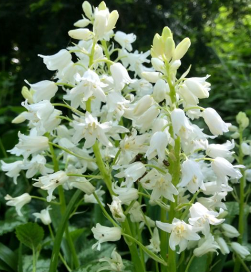 히야신소이데스(hyacinthoides)