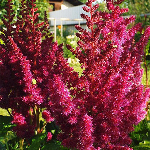 아스틸베(Astilbe) 시리즈