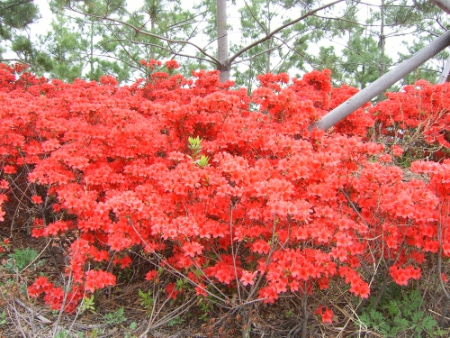 철쭉/영산홍(베니)