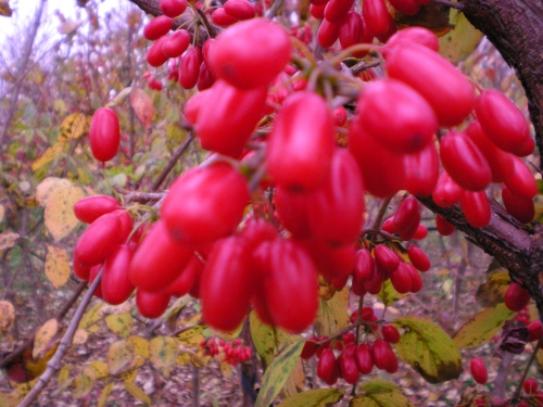 산수유