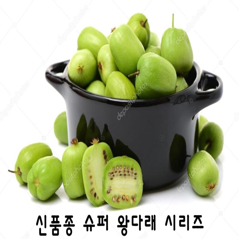 점보다래 